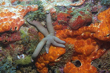 Comet star (Ophidiaster guildingii) and encrusting red sponges, Ilha Escalvada, Guarapari, Espirito Santo, Brazil, South America