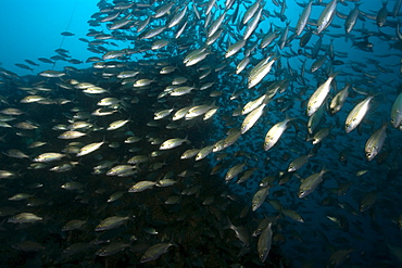 Tomtates (Haemulon aurolineatum) schooling, Victory shipwreck, Guarapari, Espirito Santo, Brazil, South America