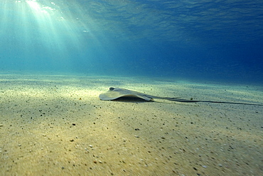 Southern Stingray (Dasyatis americana), and sun rays, Fernando de Noronha, Pernambuco, Brazil, South America