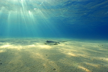 Southern Stingray (Dasyatis americana), and sun rays, Fernando de Noronha, Pernambuco, Brazil, South America