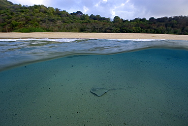 Split image of Southern Stingray (Dasyatis americana) and beach, Fernando de Noronha, Pernambuco, Brazil, South America