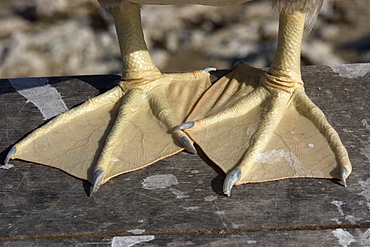 Brown booby (Sula leucogaster), detail of feet, St. Peter and St. Paul's rocks, Brazil, South America