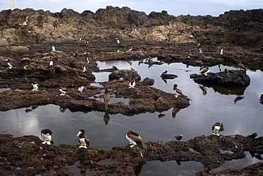 Brown boobies (Sula leucogaster) near tide pool at dusk, St. Peter and St. Paul's rocks, Brazil, South America