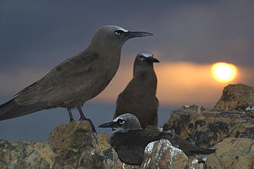 Brown noddies (Anous stolidus) at dusk, St. Peter and St. Paul's rocks, Brazil, South America