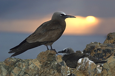 Brown noddies (Anous stolidus) at dusk, St. Peter and St. Paul's rocks, Brazil, South America