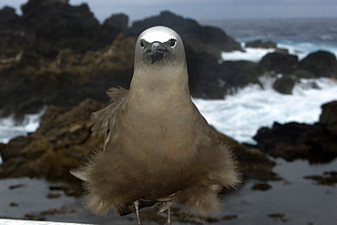 Brown noddy (Anous stolidus) at dusk, St. Peter and St. Paul's rocks, Brazil, South America