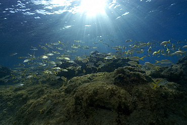 Smallmouth grunts (Haemulon chrysargyreum) schooling, Fernando de Noronha, Brazil, South America