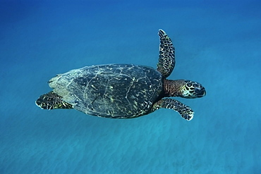 Green sea turtle (Chelonia mydas) swimming near surface, Fernando de Noronha, Pernambuco, Brazil, South America