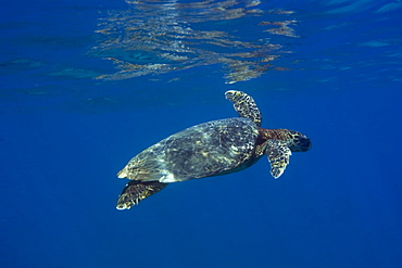 Green sea turtle (Chelonia mydas) swimming near surface, Fernando de Noronha, Pernambuco, Brazil, South America