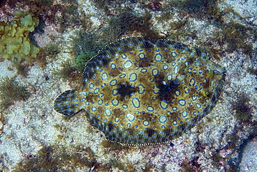 Peacock flounder (Bothus lunatus), Fernando de Noronha, Pernambuco, Brazil, South America