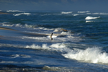 Surfer enters rough sea, North shore, Oahu, Hawaii, United States of America, Pacific