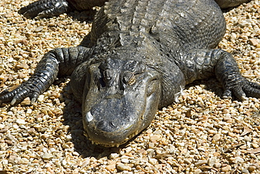 American alligator (Alligator mississippiensis), Homosassa Springs Wildlife State Park, Florida, United States of America, North America