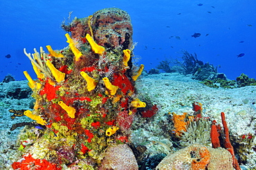 Colorful coral reefs and sponges, Cozumel, Quintana-Roo, Mexico, Caribbean Sea, North America