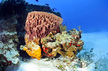 Colorful coral reefs and sponges, Cozumel, Quintana-Roo, Mexico, Caribbean Sea, North America