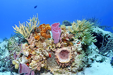 Colorful coral reefs and sponges, Cozumel, Quintana-Roo, Mexico, Caribbean Sea, North America