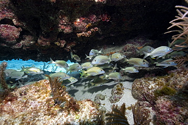 School of white grunts (Haemulon plumieri), rests under crevice, Molasses Reef, Key Largo, Florida, United States of America, Atlantic Ocean, North America