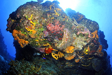 Colorful coral reefs and sponges, Cozumel, Quintana-Roo, Mexico, Caribbean Sea, North America