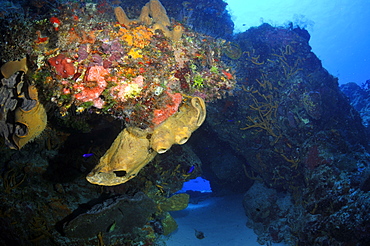 Colorful coral reefs and sponges, Cozumel, Quintana-Roo, Mexico, Caribbean Sea, North America