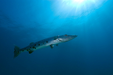 Great barracuda (Sphyraena barracuda), Molasses Reef, Key Largo, Florida, United States of America, North America