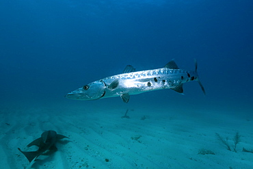 Great barracuda (Sphyraena barracuda), Molasses Reef, Key Largo, Florida, United States of America, North America