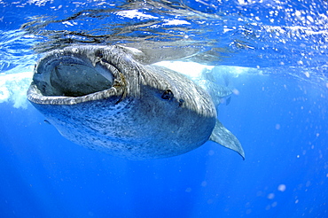 Whale shark (Rhincodon typus), Quintana-Roo, Mexico, Caribbean Sea, North America