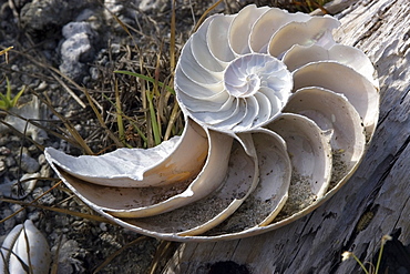 Chambered nautilus shell split in half, Rongelap, Marshall Islands, Micronesia, Pacific