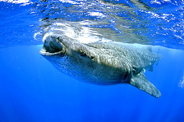 Whale shark (Rhincodon typus), Quintana-Roo, Mexico, Caribbean Sea, North America