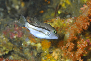 Pufferfish, Atami, Izu peninsula, Japan, Asia