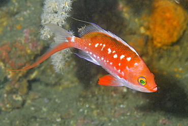 Margarita basslet (Sacura margaritacea), Chinsen, Atami, Izu peninsula, Japan, Asia