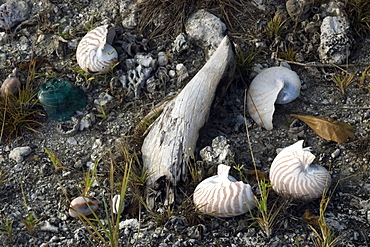 Chambered nautilus shells washed on beach, Rongelap, Marshall Islands, Micronesia, Pacific