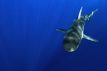 Galapagos sharks (Carcharhinus galapagensis), Oahu, Hawaii, United States of America, Pacific