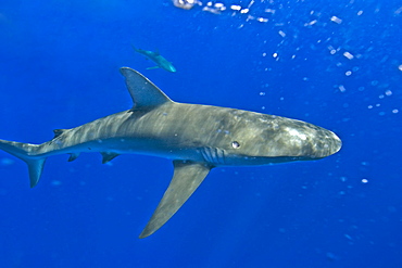 Galapagos shark (Carcharhinus galapagensis), Oahu, Hawaii, United States of America, Pacific