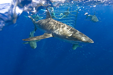 Thrill seekers experience cage diving with Galapagos sharks (Carcharhinus galapagensis), North shore, Oahu, Hawaii, United States of America, Pacific