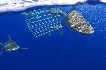 Thrill seekers experience cage diving with Galapagos sharks (Carcharhinus galapagensis), North shore, Oahu, Hawaii, United States of America, Pacific