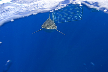 Thrill seekers experience cage diving with Galapagos sharks (Carcharhinus galapagensis), North shore, Oahu, Hawaii, United States of America, Pacific