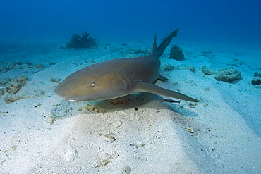 Nurse shark (Ginglymostoma cirratum), Molasses Reef, Key Largo, Florida, United States of America, North America