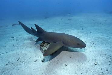 Nurse shark (Ginglymostoma cirratum), Molasses Reef, Key Largo, Florida, United States of America, North America