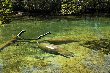 Florida manatee (Trichechus manatus latirostris), Homosassa Springs Wildlife State Park, Florida, United States of America, North America