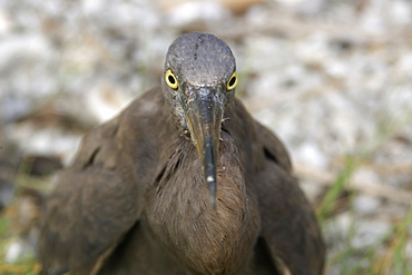 Heron (Butorides sp.), Rongelap, Marshall Islands, Micronesia, Pacific