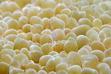 Commensal shrimp (Periclimenes tosaensis) on bubble coral, Pohnpei, Federated States of Micronesia, Caroline Islands, Micronesia, Pacific Ocean, Pacific