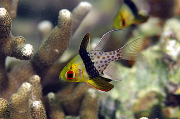 Pajama cardinalfish (Sphaeramia nematoptera), Pohnpei, Federated States of Micronesia, Caroline Islands, Micronesia, Pacific Ocean, Pacific