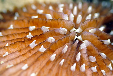 Hard coral detail, Pohnpei, Federated States of Micronesia, Caroline Islands, Micronesia, Pacific Ocean, Pacific