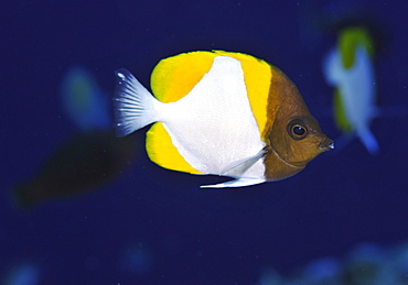 Pyramid butterflyfish (Hemitaurichthys polylepis), Pohnpei, Federated States of Micronesia, Caroline Islands, Micronesia, Pacific Ocean, Pacific