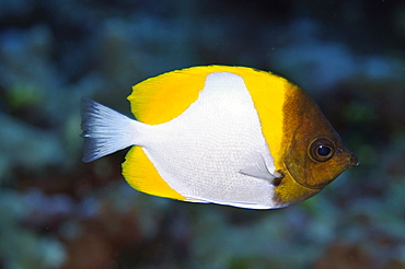 Pyramid butterflyfish (Hemitaurichthys polylepis), Pohnpei, Federated States of Micronesia, Caroline Islands, Micronesia, Pacific Ocean, Pacific