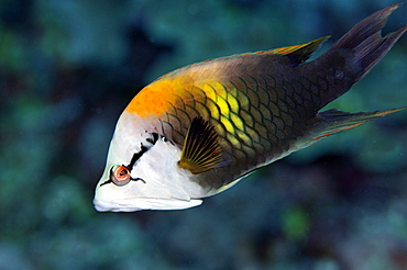 Slingjaw wrasse (Epibulus insidiator), Pohnpei, Federated States of Micronesia, Caroline Islands, Micronesia, Pacific Ocean, Pacific