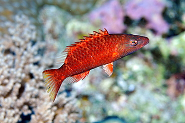 Linedcheeked wrasse (Oxycheilinus diagrammus) red variation, Pohnpei, Federated States of Micronesia, Caroline Islands, Micronesia, Pacific Ocean, Pacific