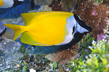 Foxface rabbitfish (Siganus unimaculatus), Pohnpei, Federated States of Micronesia, Caroline Islands, Micronesia, Pacific Ocean, Pacific