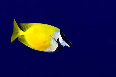 Foxface rabbitfish (Siganus unimaculatus), Pohnpei, Federated States of Micronesia, Caroline Islands, Micronesia, Pacific Ocean, Pacific