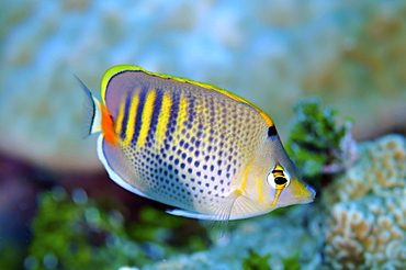 Spot-banded butterflyfish (Chaetodon punctatofasciatus), Pohnpei, Federated States of Micronesia, Caroline Islands, Micronesia, Pacific Ocean, Pacific