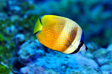 Blacklip butterflyfish (Chaetodon kleinii), Pohnpei, Federated States of Micronesia, Caroline Islands, Micronesia, Pacific Ocean, Pacific